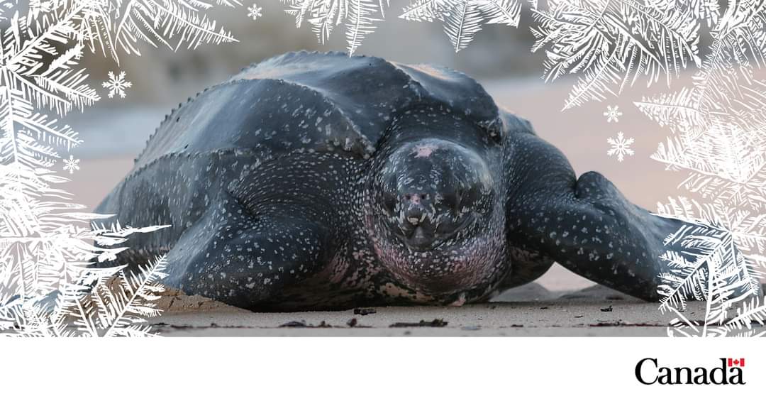 The female leatherback sea turtle can lay clutches of up to 90 eggs several times during the nesting season!  Learn more about this incredible animal