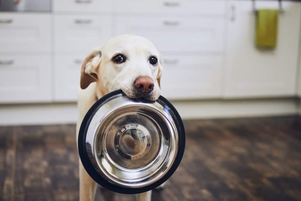 Need help feeding your pet this holiday season? ???? Check out our free SPCA Pet Pantry!