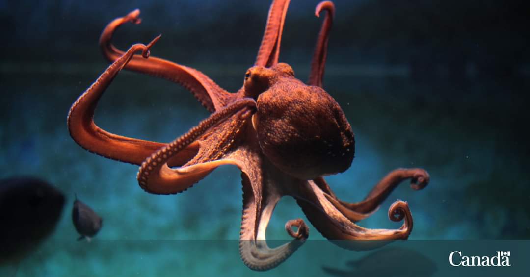 The octopus’s arms (no, not tentacles!) can move independently, allowing them to touch, smell and manipulate several objects at the same time!