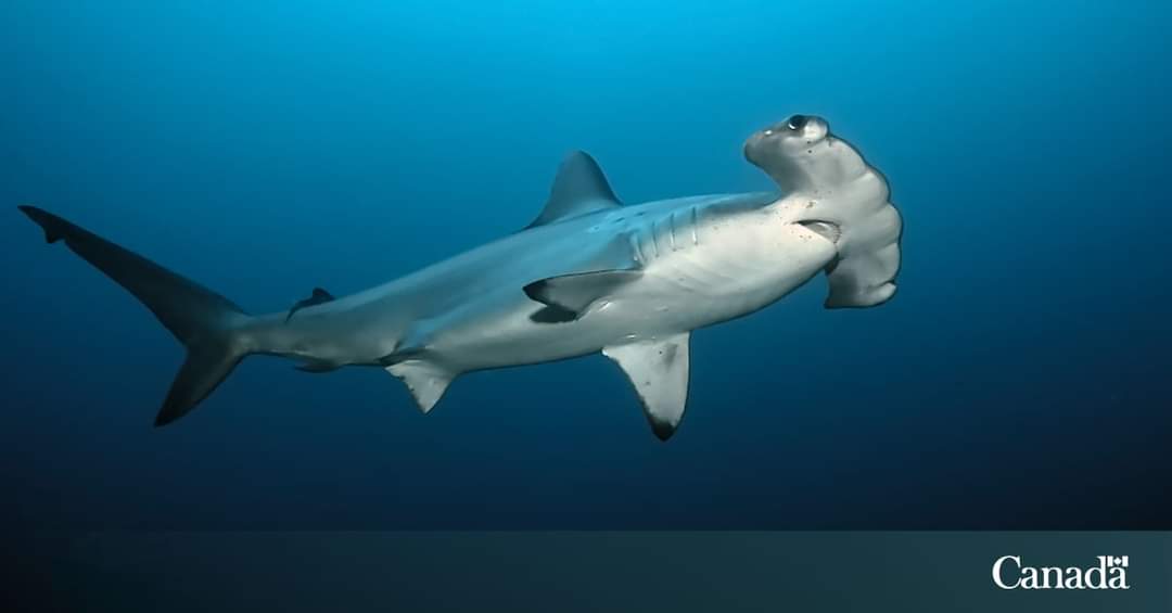 In the Atlantic, hammerhead sharks range from Florida to Nova Scotia, feeding on stingrays and schooling fish