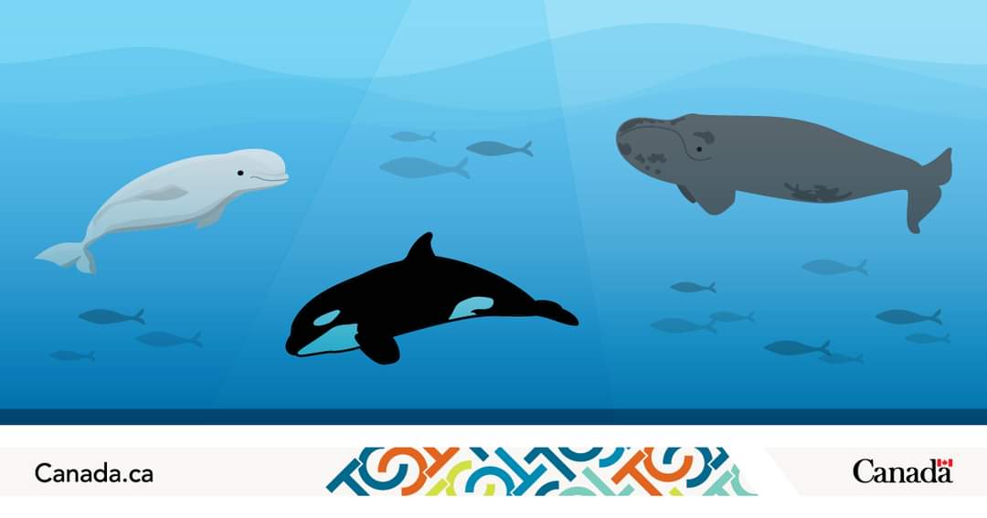 Did you know? There’s a large, online database dedicated to help Canadians identify marine species