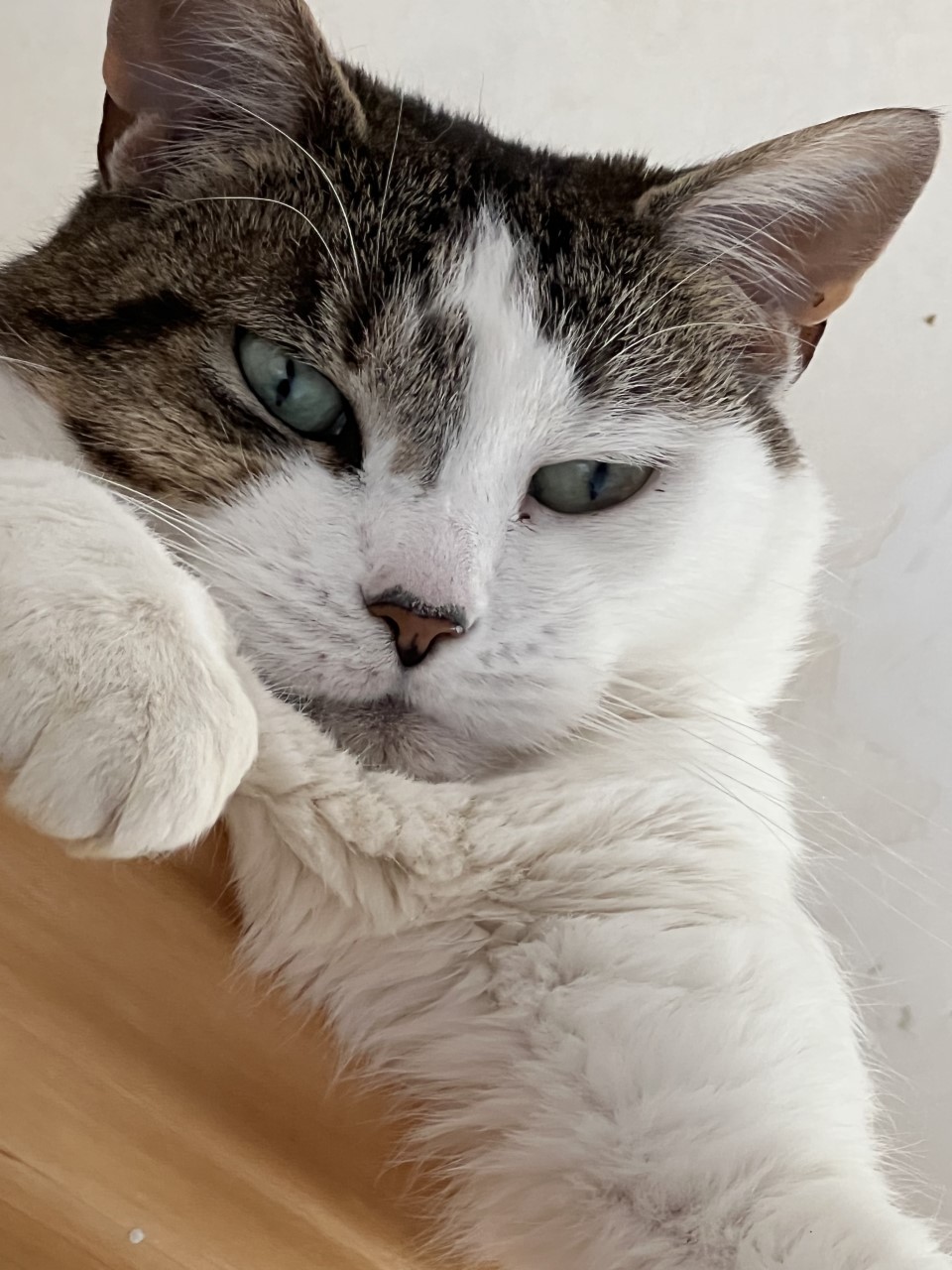 NS SPCA Adoptable Highlight - Kylie