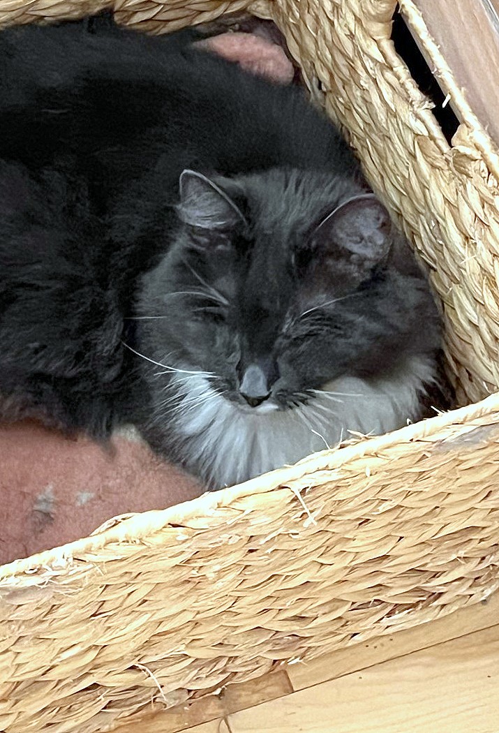 NS SPCA Adoptable Highlight - Sophie