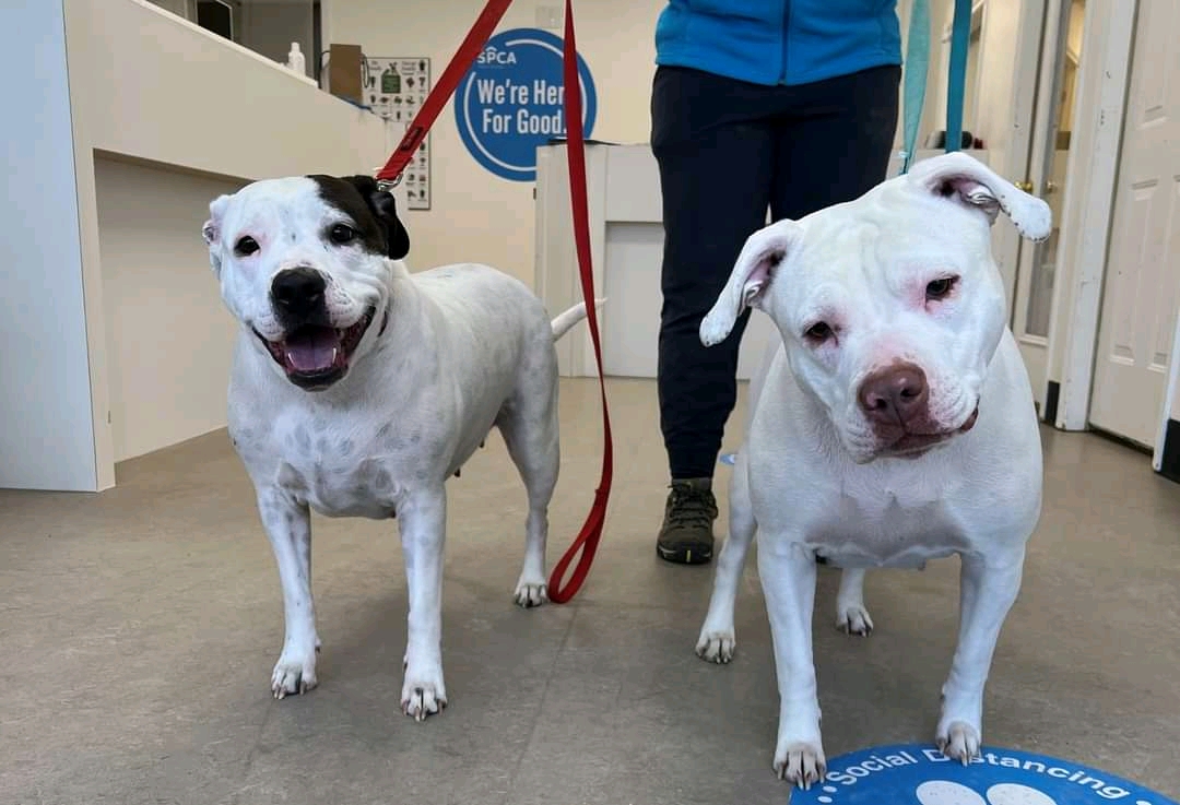 Do you recognize these two beauties?