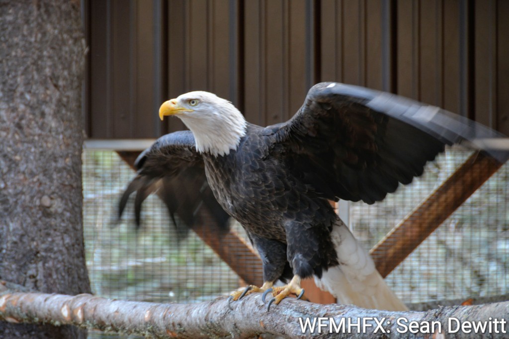 We got to meet Hope's new ambassador with an incredible story ahead of an upcoming Hope for Wildlife open house.  Meet Buddy