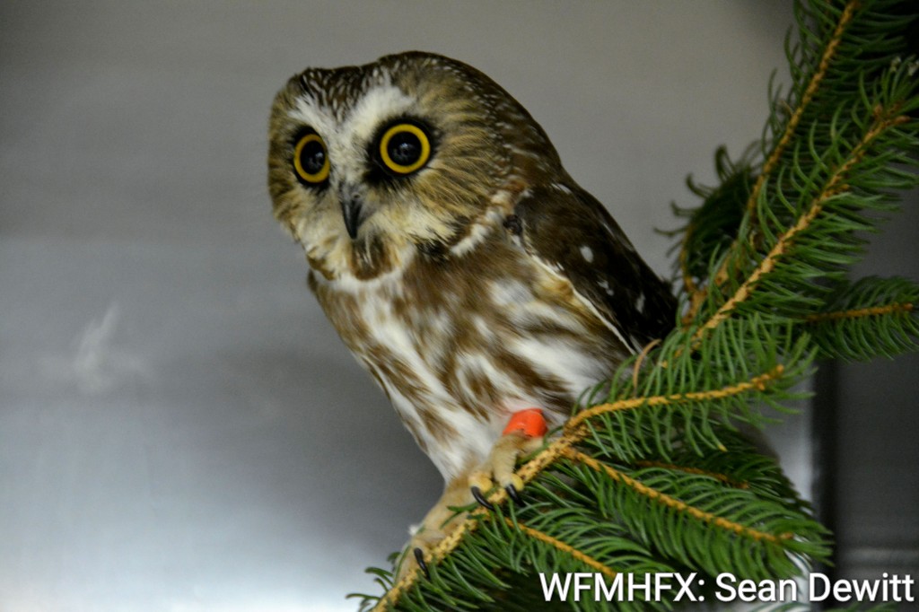 Hope for Wildlife Open House today