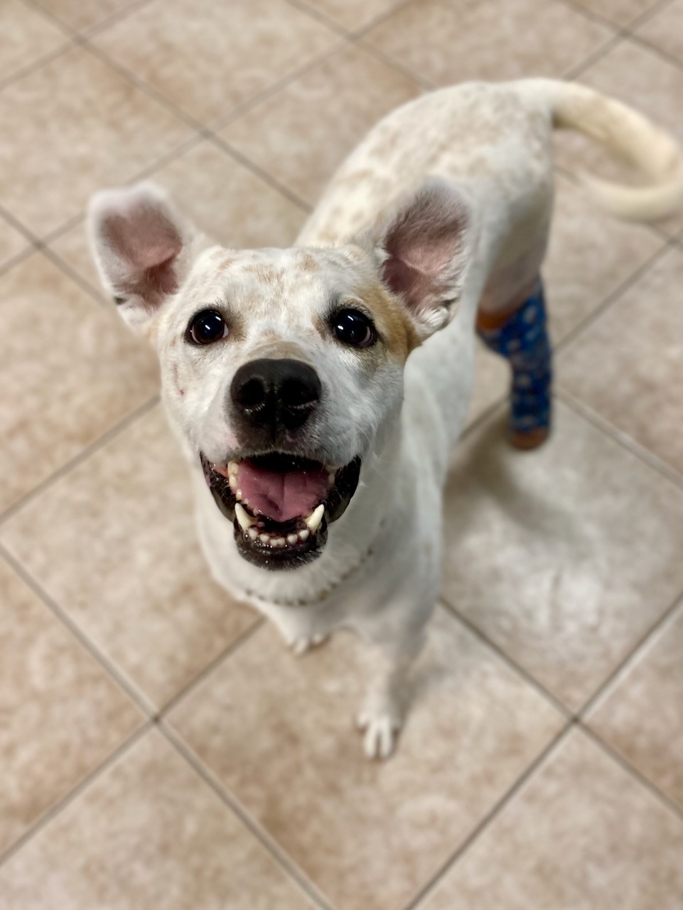 NS SPCA Adoptable Highlight - Daisy