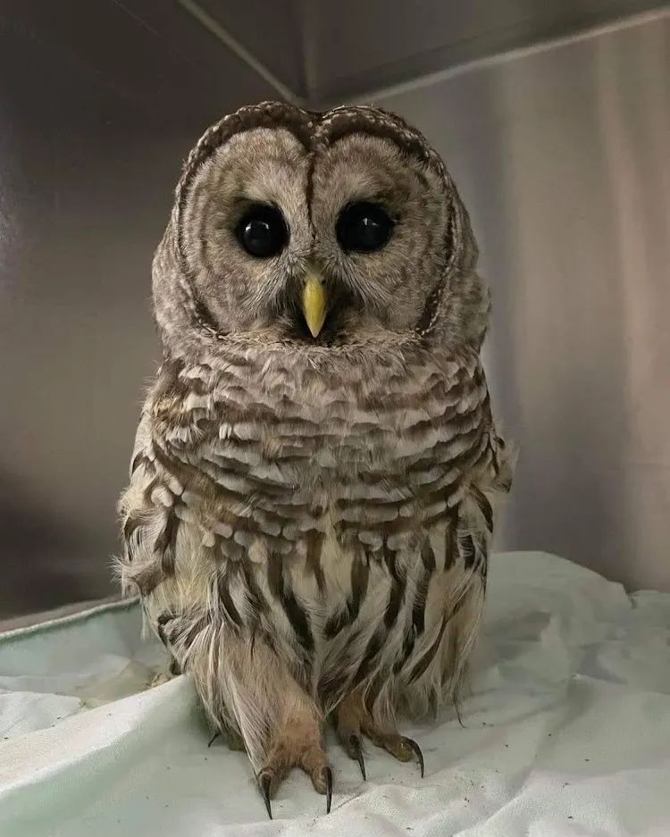 This beautiful barred owl is one of the first patients brought to Hope for Wildlife in 2023