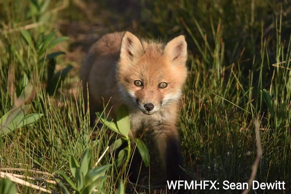 The Red Fox is one of the largest members of the Canidae family, but did you know that it shares a lot of characteristics with felines?