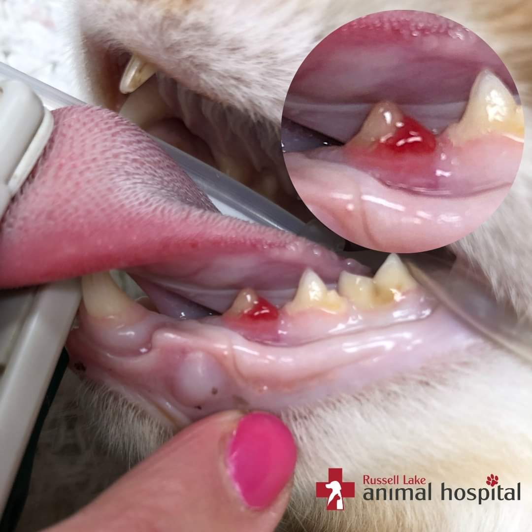 Cats can experience dental health issues that can impact their overall health