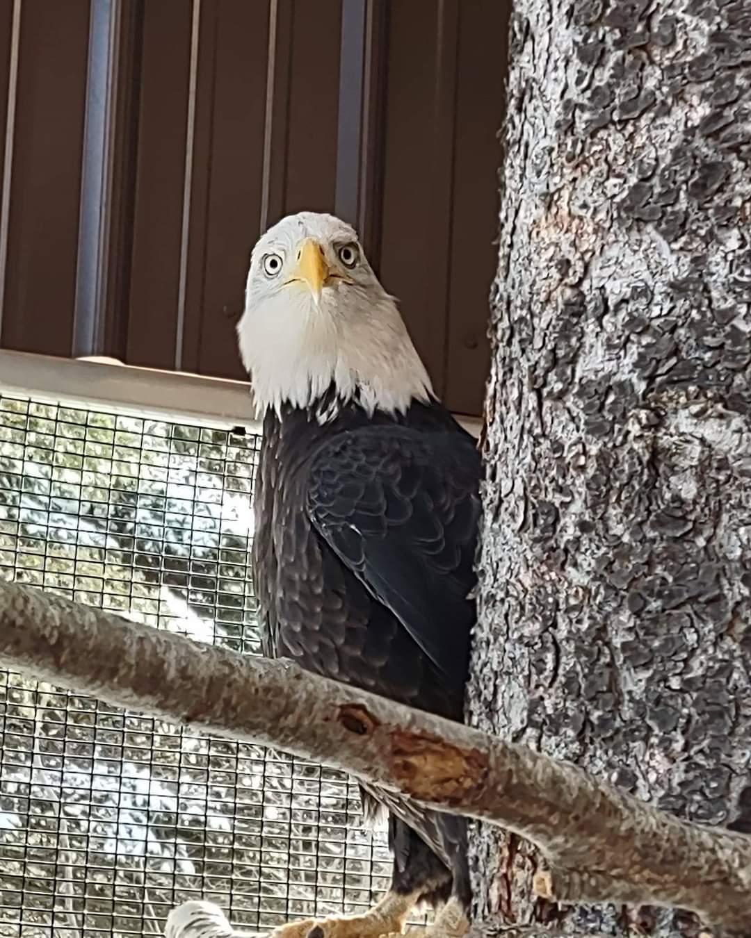 Welcome home, Buddy the Bald Eagle!