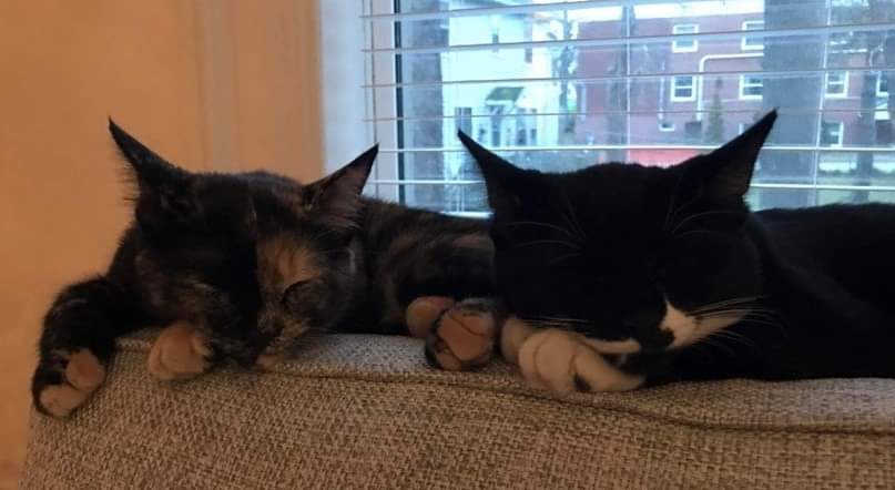 Dolly and Johnny, now six months of age, are well overdue for a fur-ever home together