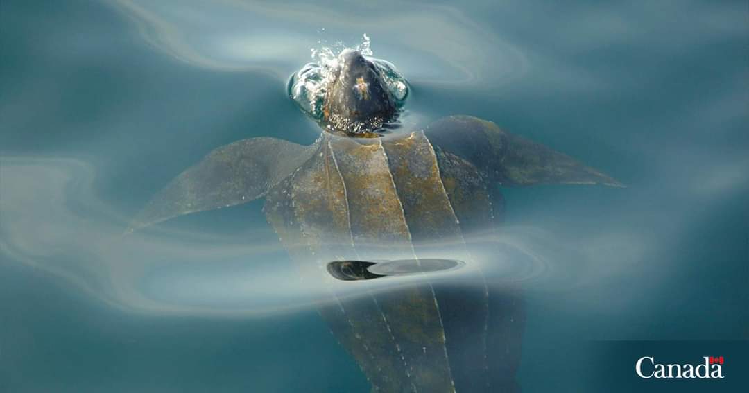 Did you know that there are four species of marine sea turtles that live in or visit Canadian waters?
