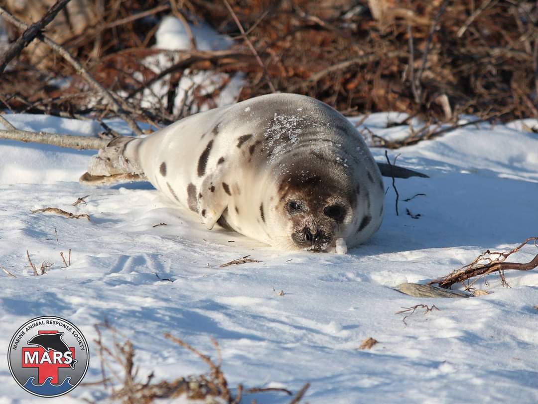 Seal pupping season is firmly upon us in the Maritime Provinces!