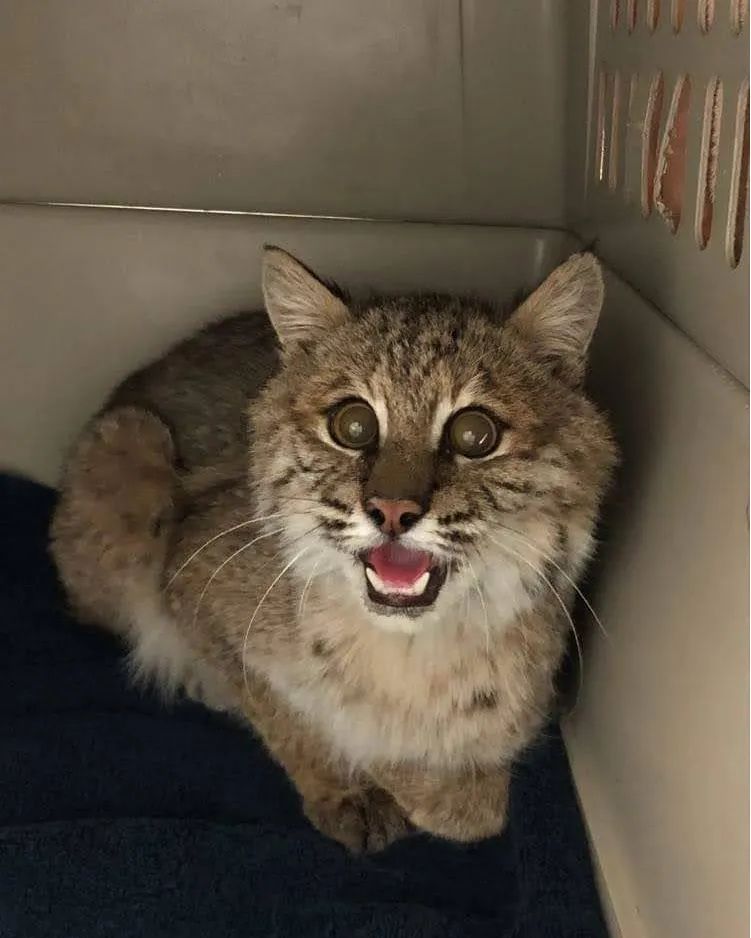 Bobcats are mainly crepuscular hunters, meaning they are most actively looking for food during the hours around dusk and dawn