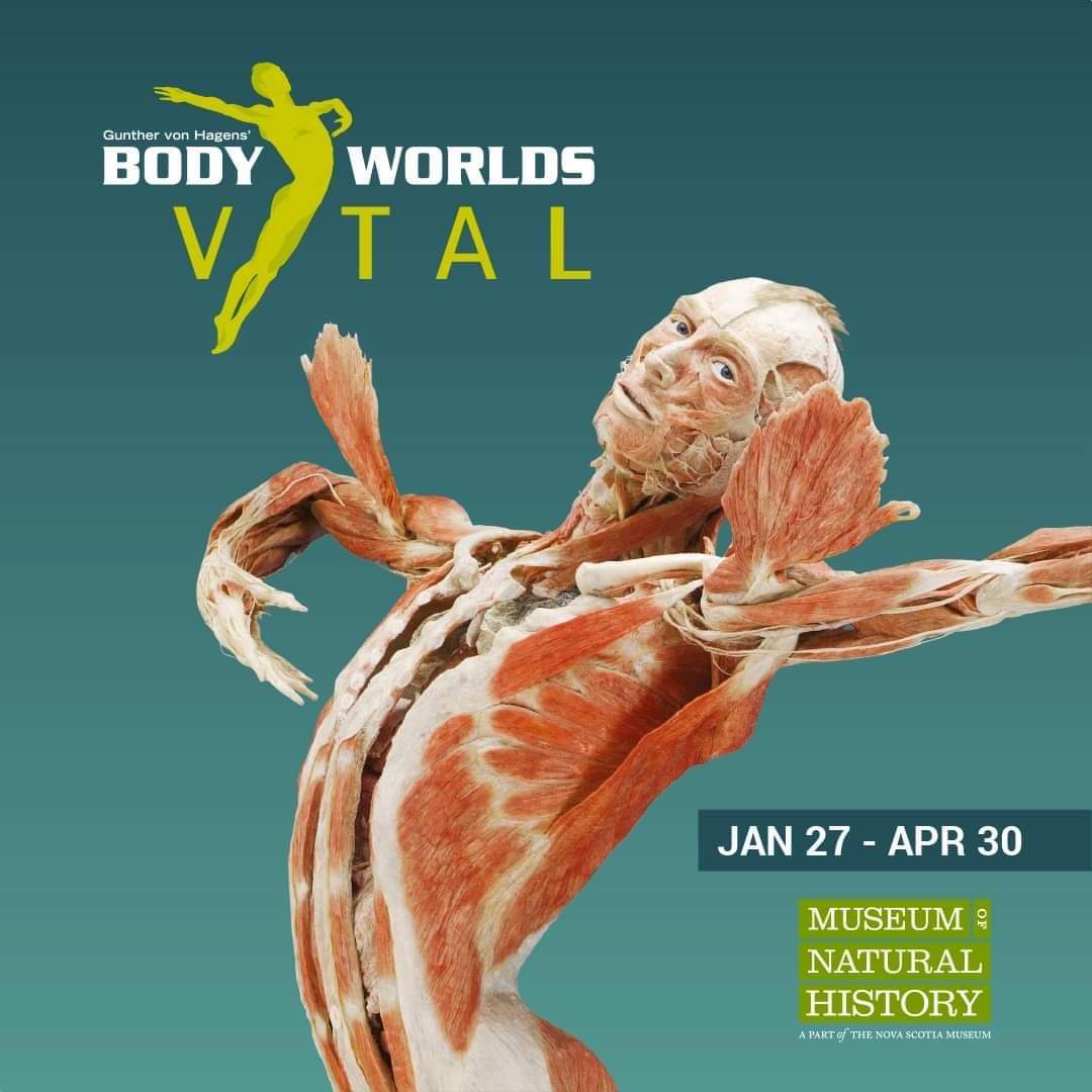Photos and Info - Discover the mysteries under your skin as Body Worlds Returns to the Museum of Natural History
