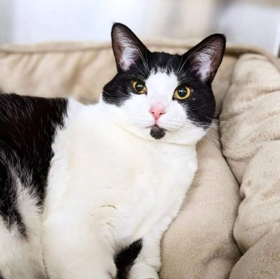 Leo came to the Metro Animal Emergency Clinic with a urinary blockage
