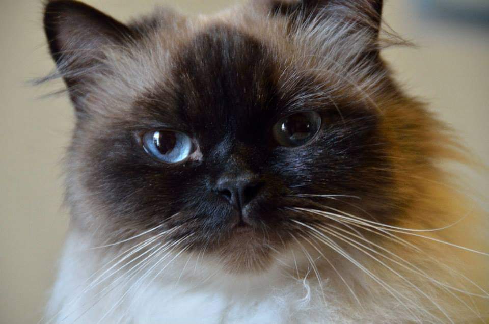 Helping Animals Find their "Fur"ever Homes