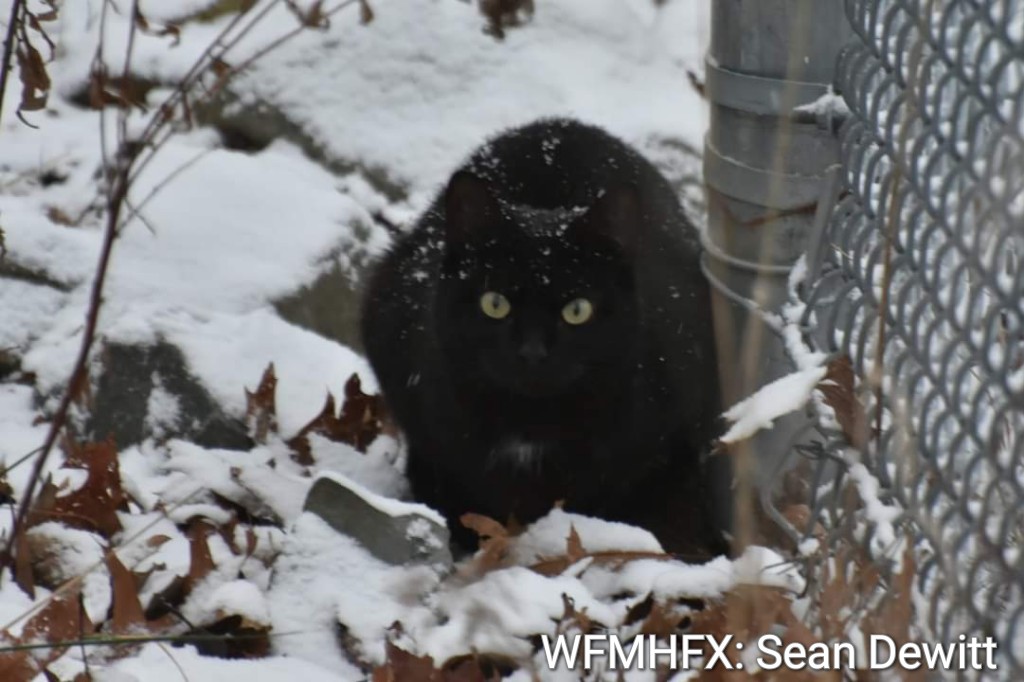 With the temperatures expected to be well below freezing, Halifax Regional Police are sharing a few tips to help pet people take extra care of their pets