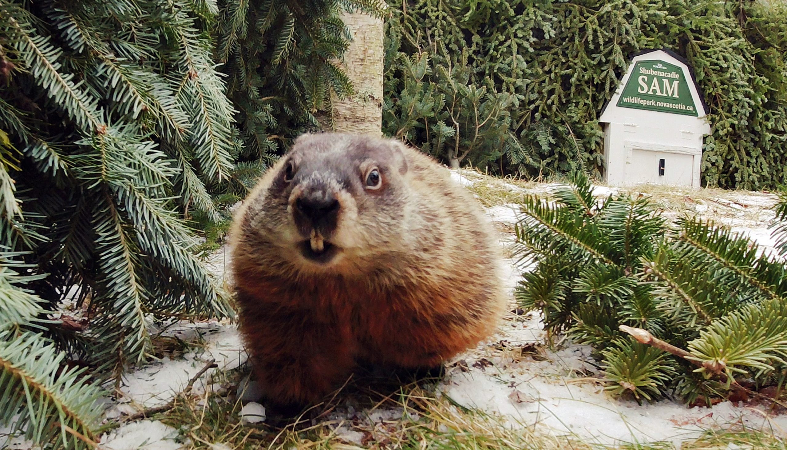 Shubenacadie Sam Ready to Greet Visitors