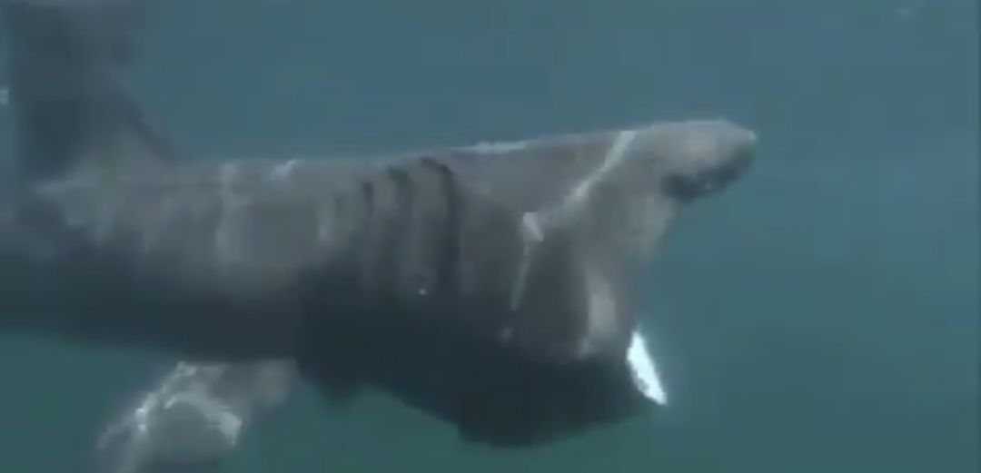 Basking sharks swim with their mouths wide open to catch plankton and crustaceans as they glide through the water