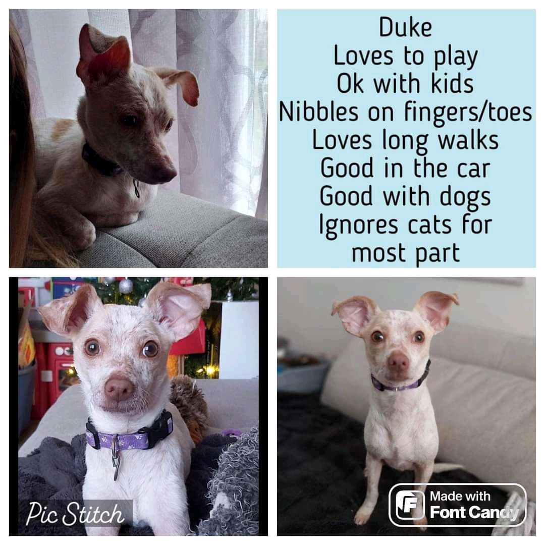 AVAILABLE FOR ADOPTION!! (Located in NS)