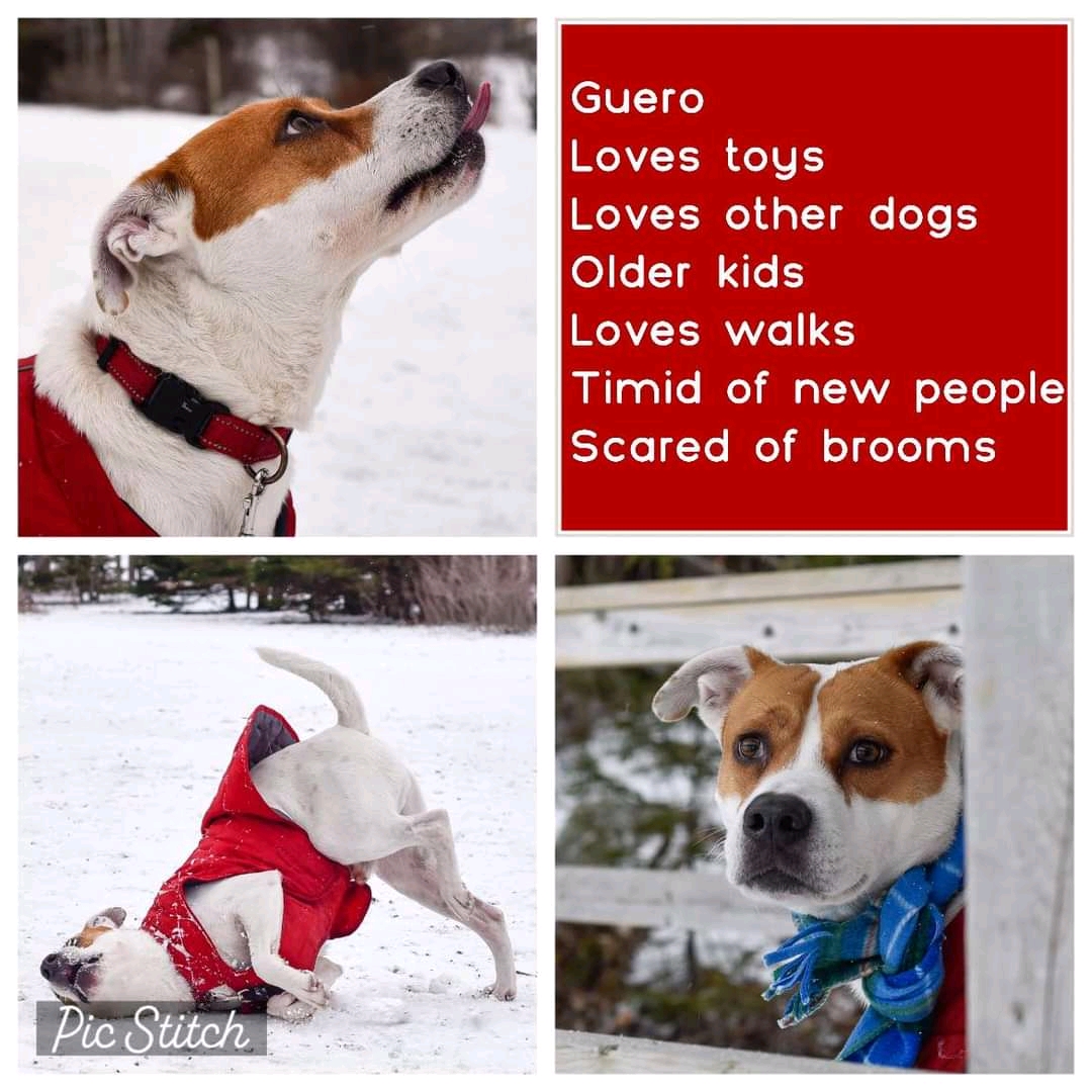 AVAILABLE FOR ADOPTION!! (Located in NS)