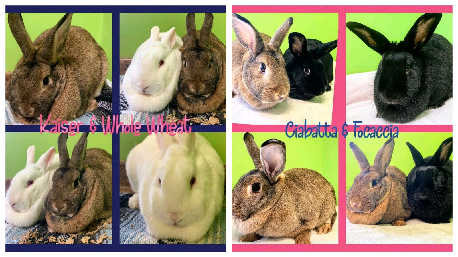 These beautiful big girls have been waiting way too long in shelter for there forever homes