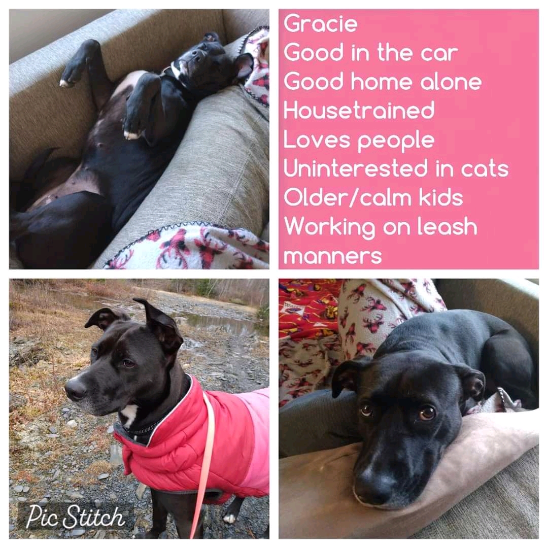 AVAILABLE FOR ADOPTION!! (Located in NS)