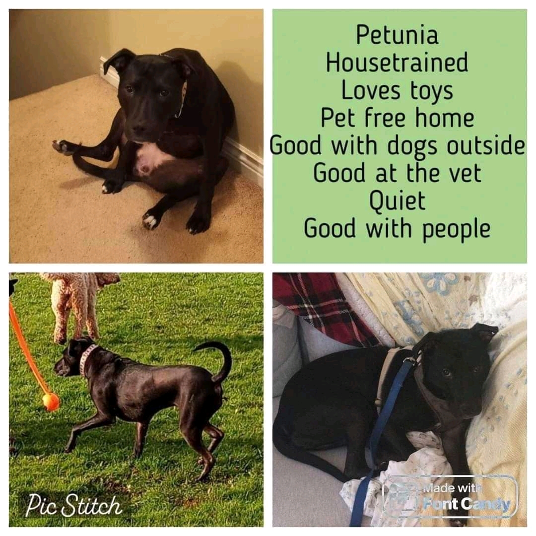 AVAILABLE FOR ADOPTION!! (Located in NS)