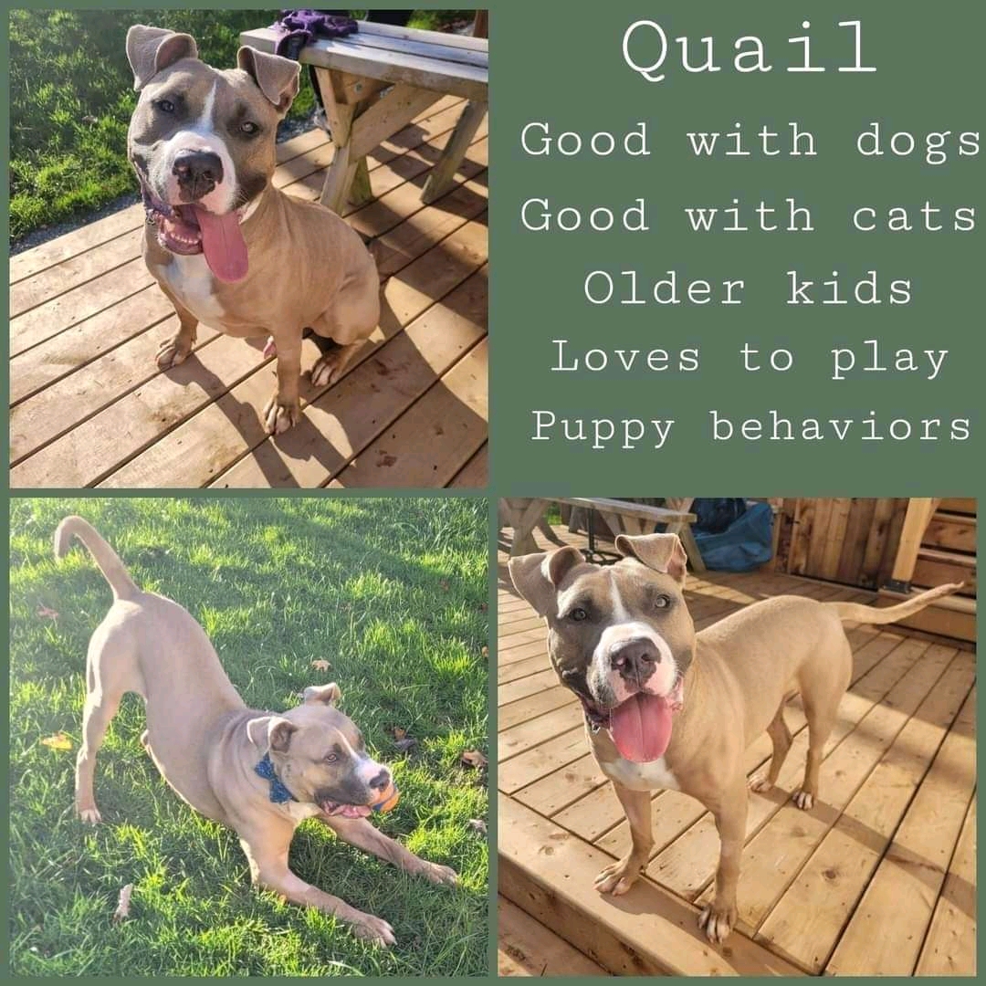 AVAILABLE FOR ADOPTION!! (Located in NS)