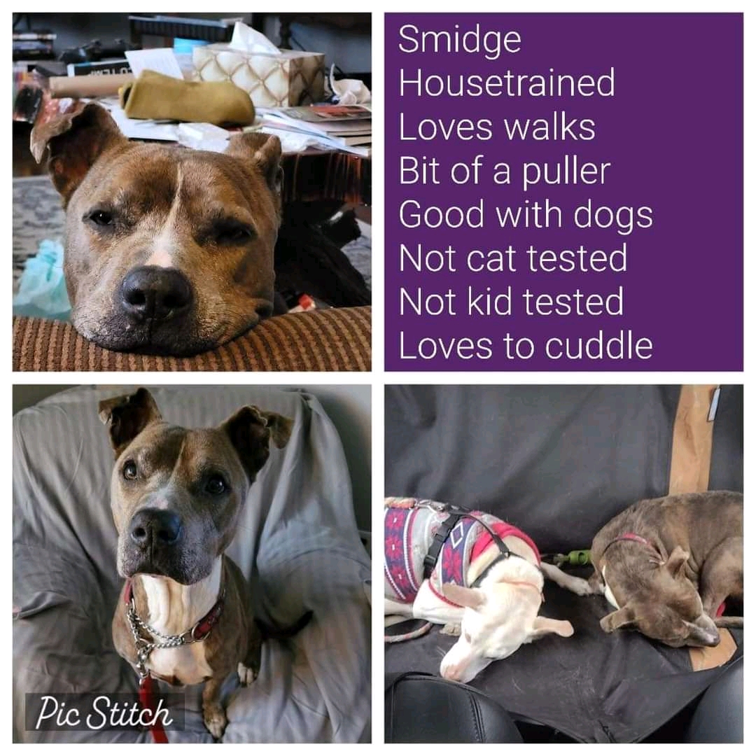 AVAILABLE FOR ADOPTION!! (Located in NS)