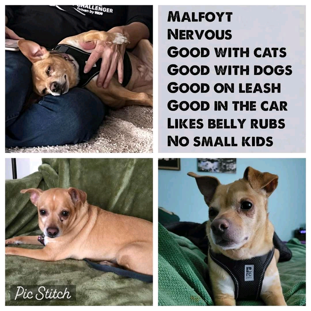 AVAILABLE FOR ADOPTION!! (Located in NS)