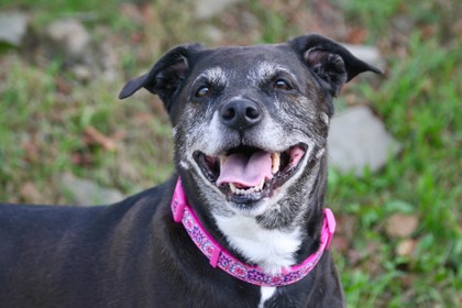 NS SPCA Adoptable - Meet Lexi!