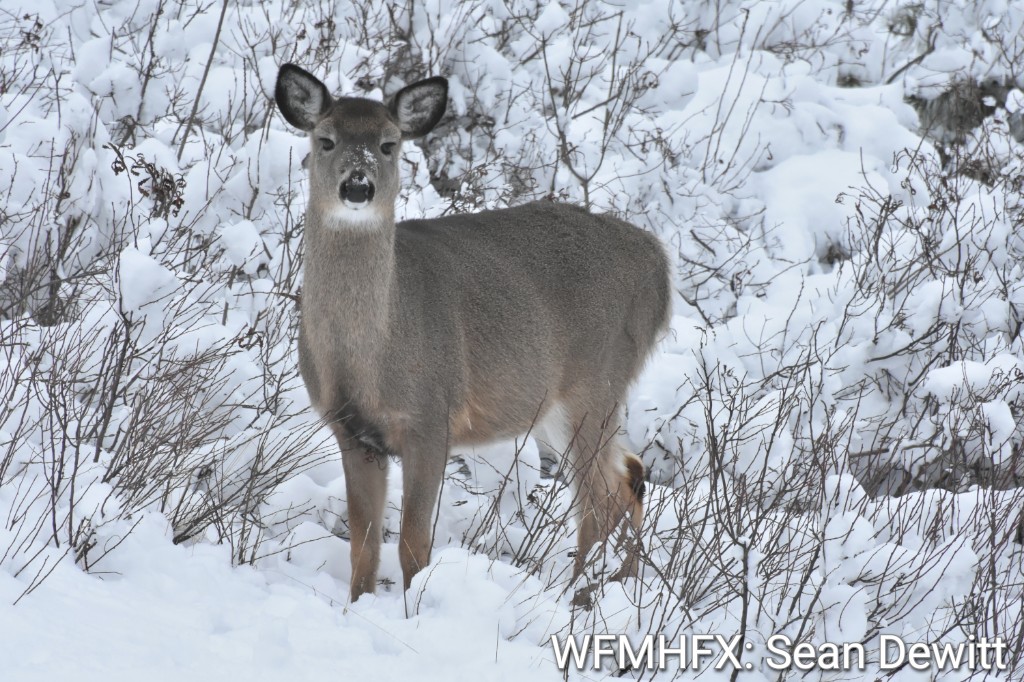 Snow is a great insulator as it contains about 90% air