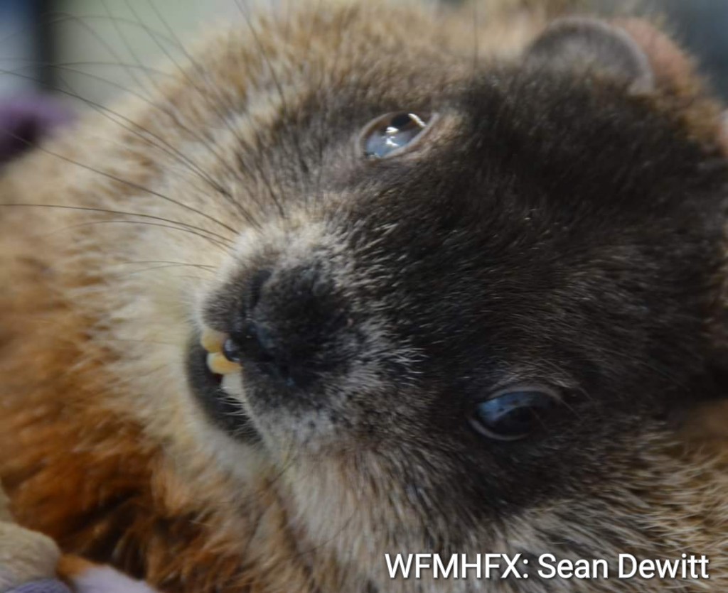 Happy Groundhog Day!