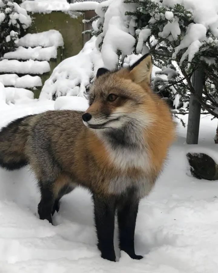 Red foxes in our climate are not too bothered by cold because they have developed adaptations that allow them to thrive in cold weather