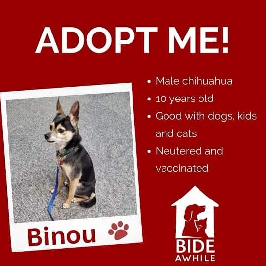 Introducing Binou, Yeti and Winnie who are ready for their forever homes!