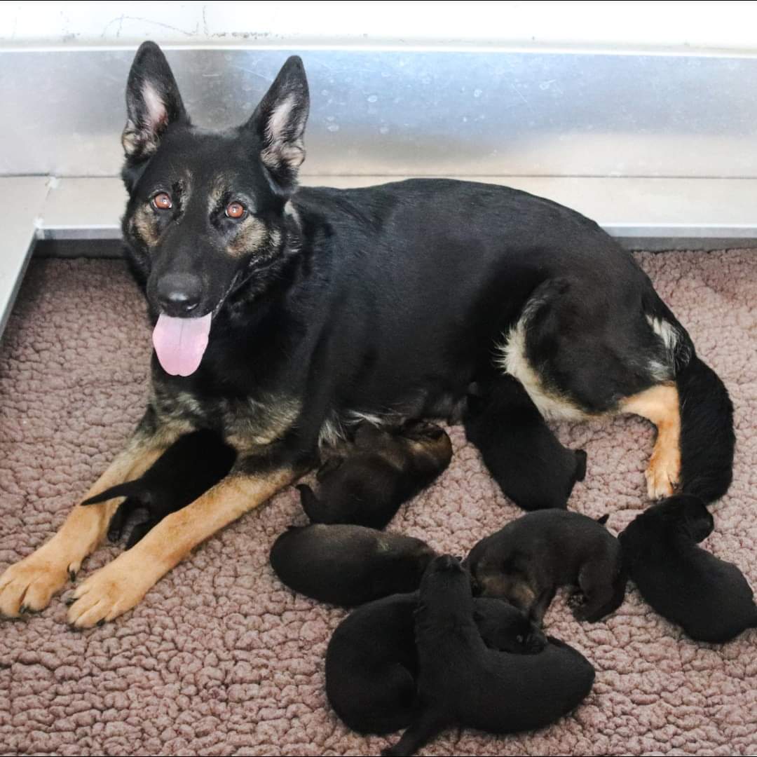 Hey kids! Help name Canada’s future RCMP Dogs in the 2023 Name the Puppy Contest