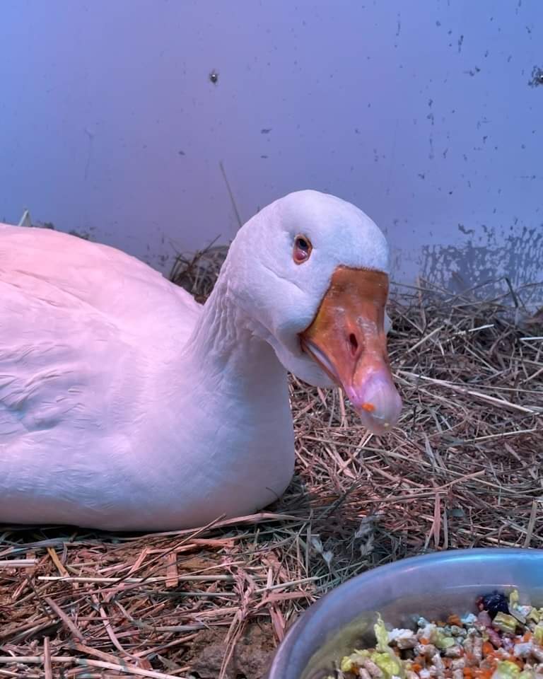 It is with heavy hearts that we say goodbye to one of our very special guests at Hope for Wildlife
