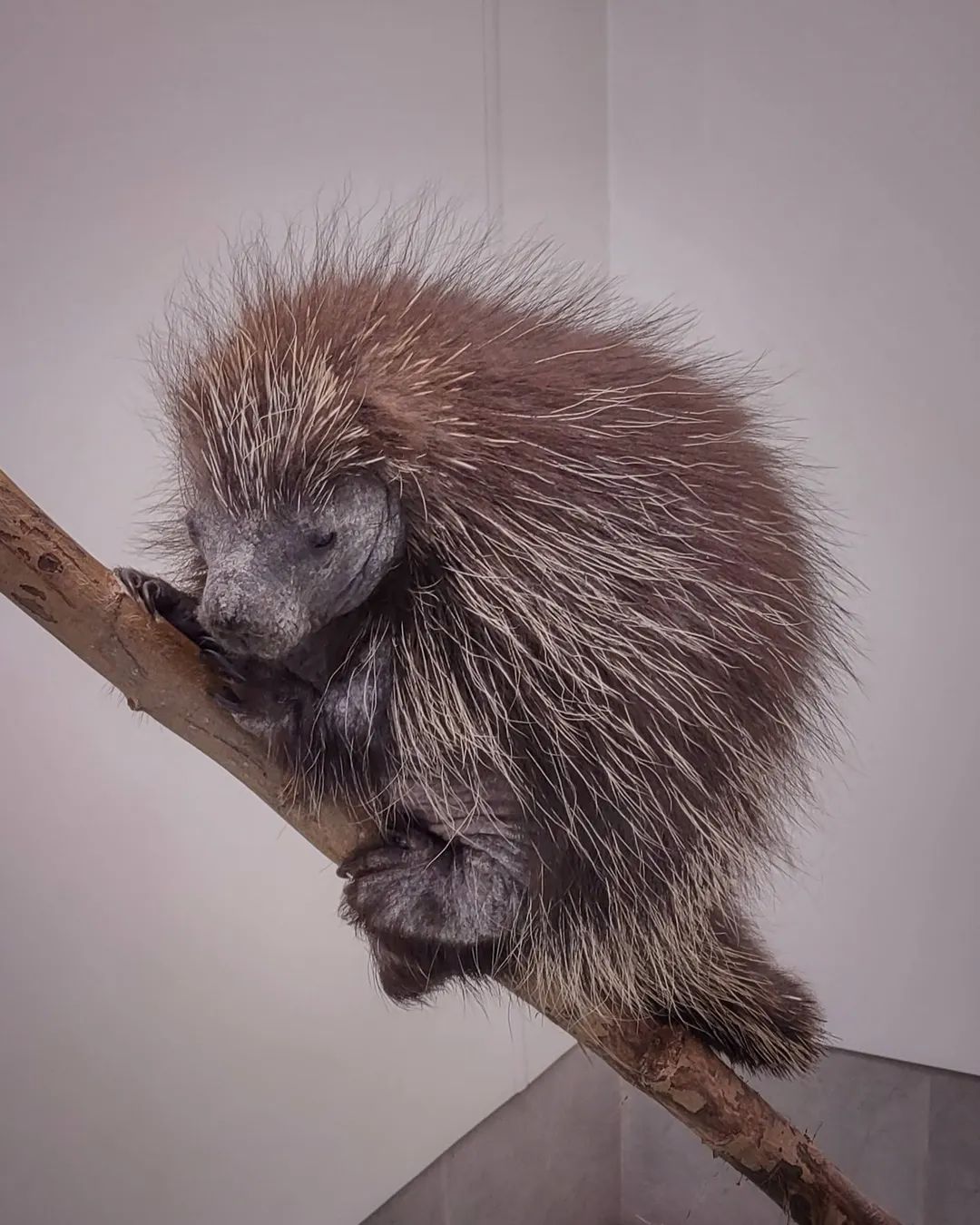 A month ago, this young porcupine was found in the snow - barely moving