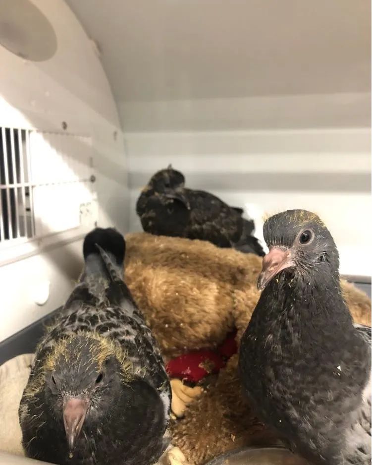 Say hello to some young orphaned pigeons that have been affectionately dubbed "The Squab"