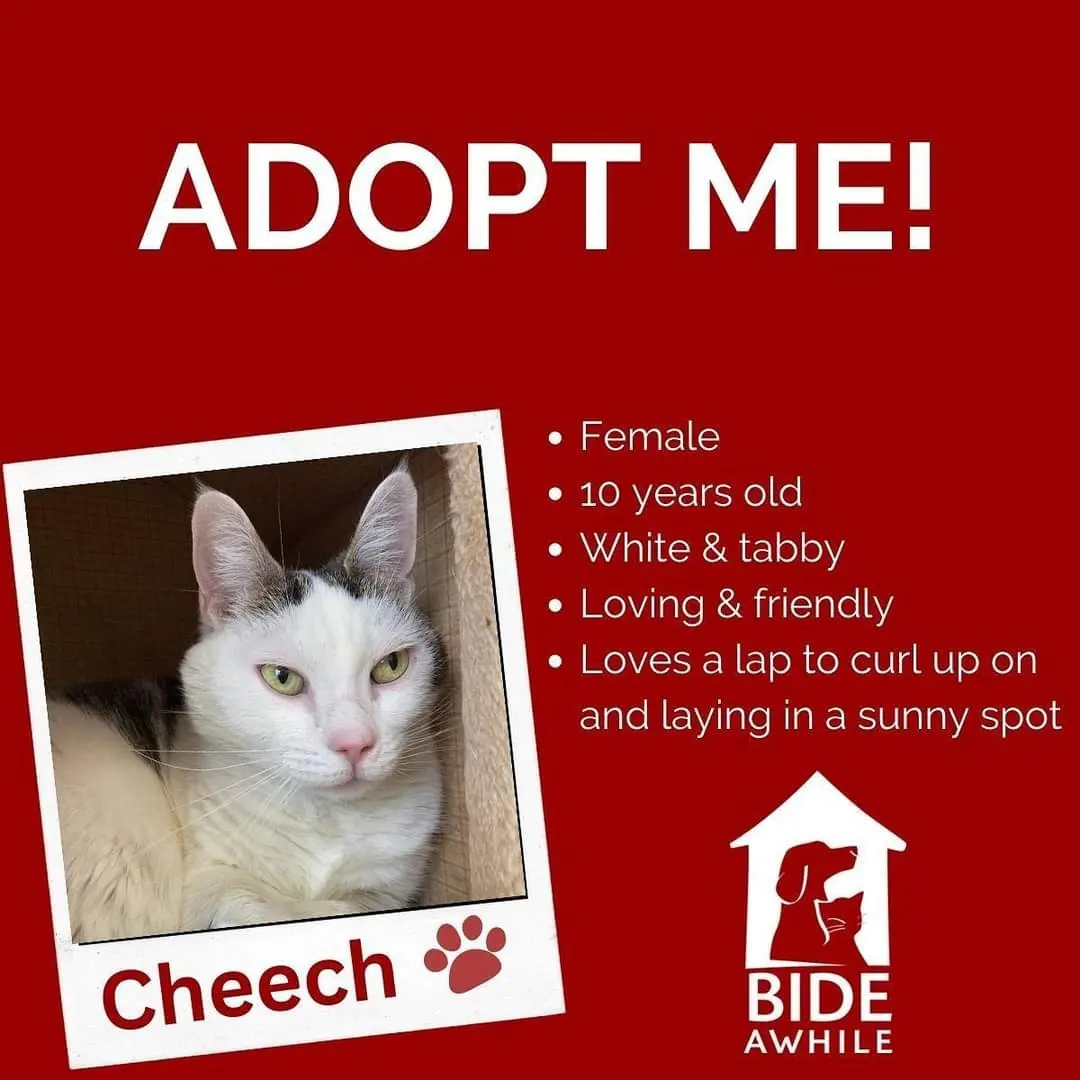 Introducing Meowsy, Moo and Cheech who are ready for their forever homes!