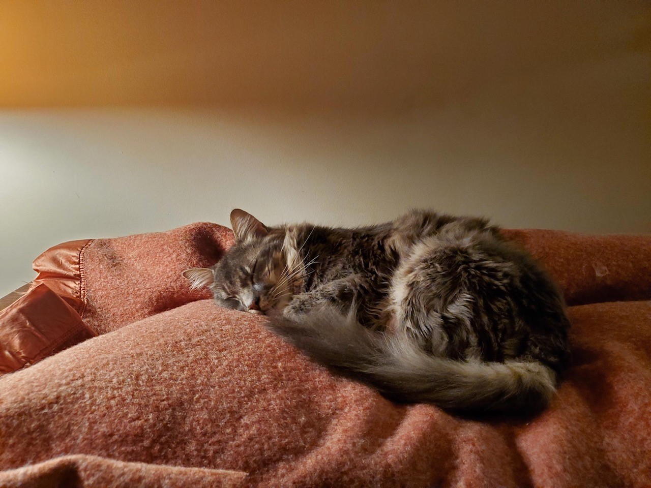 NS SPCA Adoptable Highlight- Mason