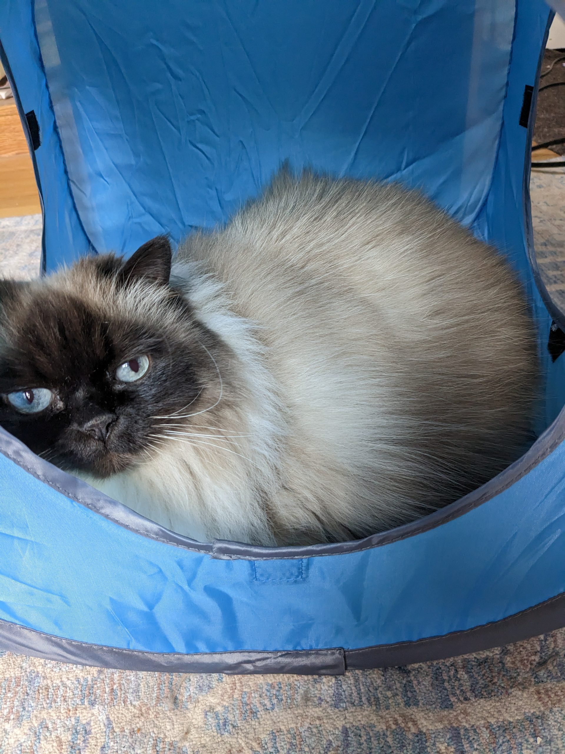 Keep Your Pets Safe in an Emergency: 8 Things You Need to Know