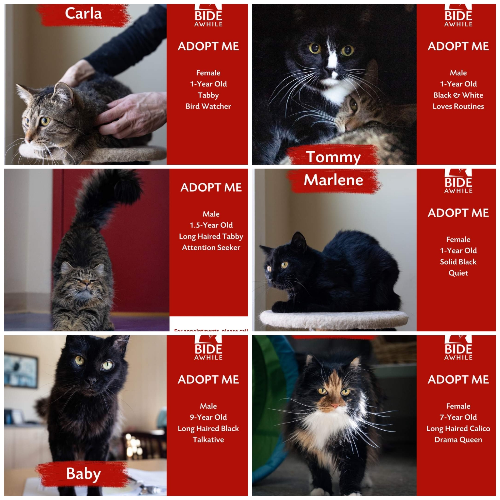 Introducing Baby, Stella, Loki, Marlene, Carla and Tommy who are ready for their forever homes!