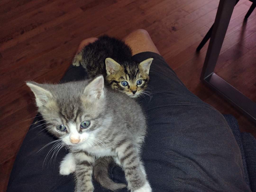 NS SPCA - Happy Foster Feature Friday