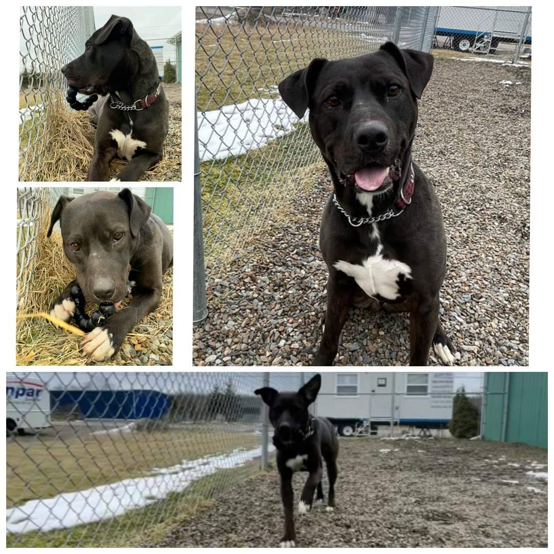 Colchester SPCA ADOPTABLE OF THE DAY