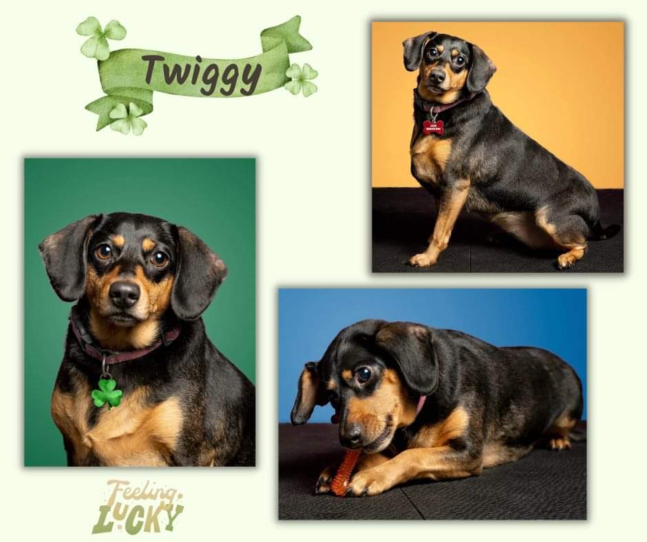 TWIGGY - AVAILABLE FOR ADOPTION (NEW Info)