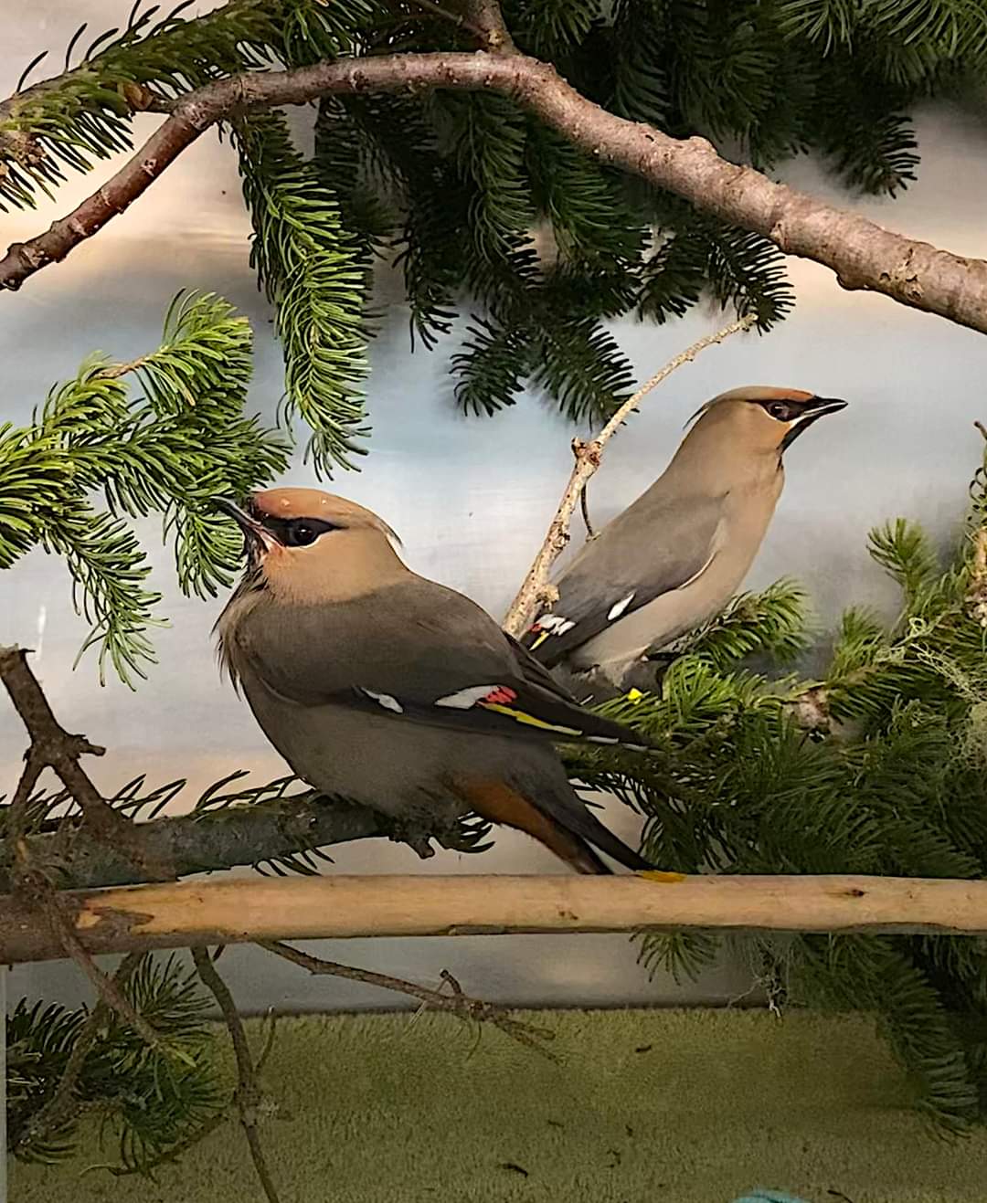 In the past couple of weeks Hope for Wildlife has received two beautiful patients: bohemian waxwings!